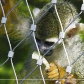 316 Stainless Steel Wire Rope Mesh cho Zoo Animal Enclosures