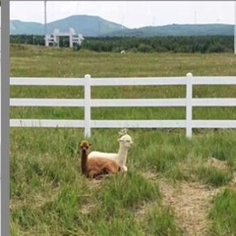 Square Post 2 Rails Vinyl ngựa lưỡi liềm trong kho