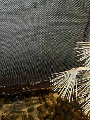 Rèm cuộn trang trí bằng thép không gỉ cho lưới tường thác nước